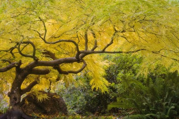 Oregon, Ashland Lithia Park yellow maple trees